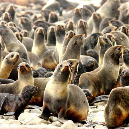 Sea lions and birds